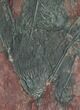 Large, x Scyphocrinites Crinoid Plate - Morocco #45098-4